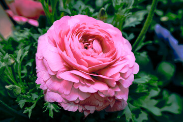 single pink rose flower bud on green bush background, fresh botanical flowers
