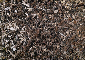 Feinste Detail in der Natur, Waldboden im Nahbereich