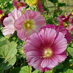 The image is a group of flowers, showcasing various colors and types. It features outdoor plants with petals, possibly including annual and herbaceous plants, as well as grass.