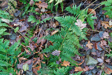 Fototapeta na wymiar Ferns and leaves on the ground in the forest in autumn