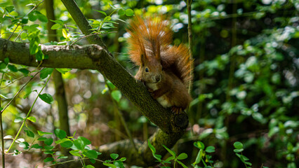 squirrel on tree