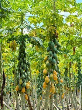 palo de papayo con frutos