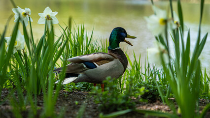 duck on a pond between flowers