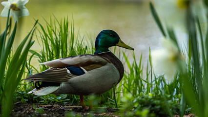 duck on a pond between flowers
