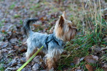 Yorkshire Terrier on a leash in the autumn forest. Selective focus.