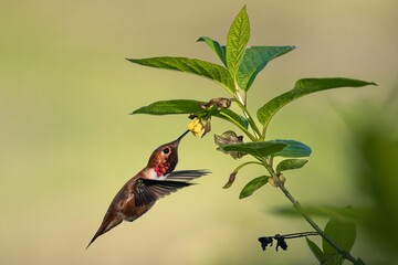 Rufous Hummingbird sucking nectar from a flower