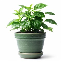 A bunch of fresh basil leaves in a pot, adding organic flavor to cooking, with a backdrop of white.