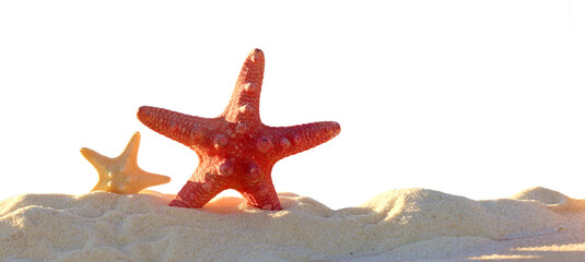 Starfish on a sandy tropical beach isolated