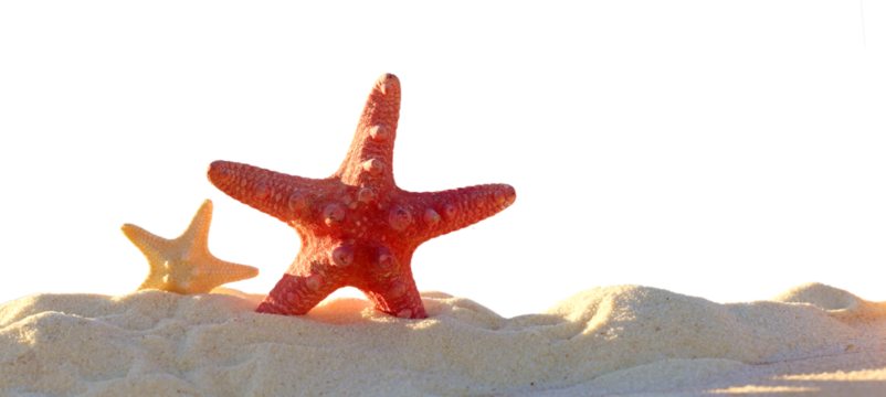 Starfish on a sandy tropical beach isolated - Powered by Adobe
