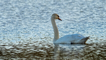 adult swan floating on the lake