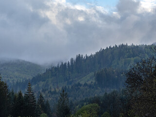 fog in the black forest