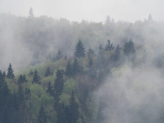 fog in the black forest