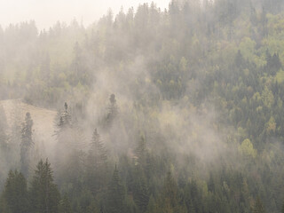 fog in the black forest