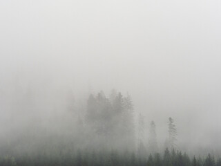 Obraz na płótnie Canvas fog in the black forest