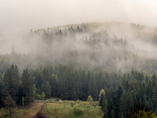 fog in the black forest