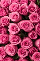 Beautiful vibrant pink roses arranged on a background