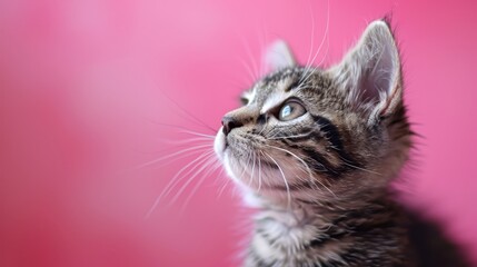   A close-up of a small kitten against a pink background