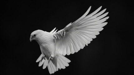   A white bird flies through the air, its wings spread widely