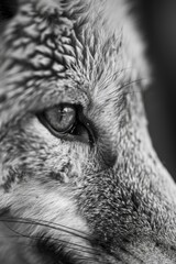 A close up of a gray fox's face and eyes. Generative AI.