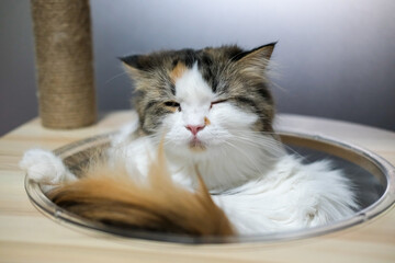 Close up of cute fluffy sleepy white cat in clear bowl on cat tree. Mixed breed cat between Maine Coon and Scottish Fold.