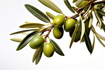 Realistic Stock Photos of olive branch on white background Generative AI