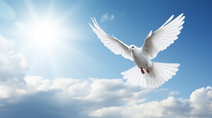 a white dove flying on the light blue sky