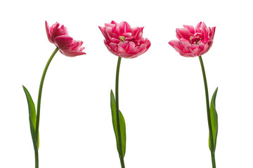 colorful tulips isolated on white background