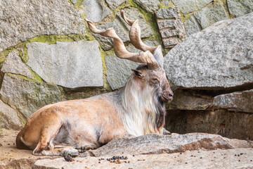 Markhor, Capra falconeri, wild goat native to Central Asia, Karakoram and the Himalayas standing on rock on blue sky background