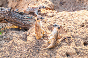 A group of cute meerkats. Meerkat Family are sunbathing.