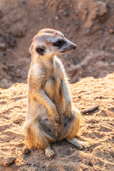 Fototapeta premium Meerkat, Suricata suricatta, on hind legs. Portrait of meerkat standing on hind legs with alert expression. Portrait of a funny meerkat sitting on its hind legs.