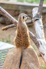 Meerkat, Suricata suricatta, on hind legs. Portrait of meerkat standing on hind legs with alert...