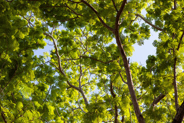 Sunlight through lush green treetops. A vibrant summer scene in a forest.