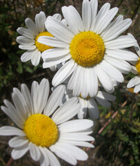 Obraz premium Daisies in the sun