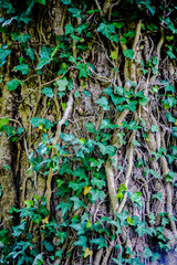 Grüne Efeu Blätter und Wurzeln wachsen an einem Baum entlang