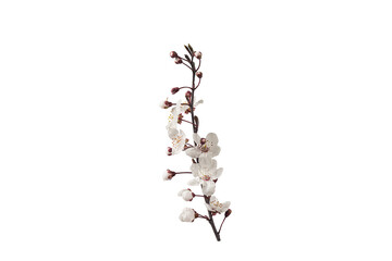 Branch with white flowers . Spring flowering of fruit trees. Delicate white flowers.  isolated on white background,  cut out. PNG format available

