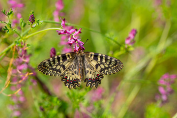 beautiful scalloped butterfly on plant, Southern Festoon, Zerynthia polyxena
