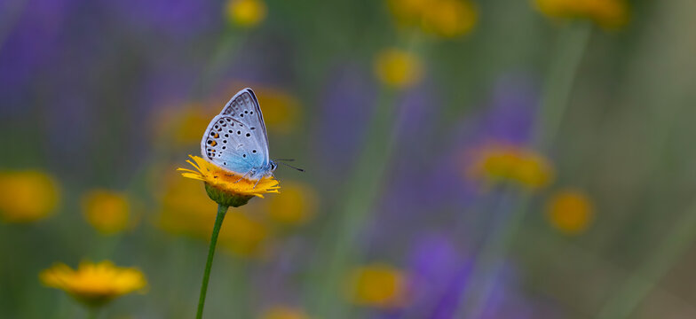 blue butterfly on yellow flower on purple background, Amanda blue, Polyommatus amandus