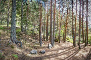 Fototapeta premium Path in the mountains surrounded by trees