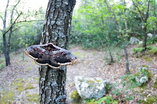 Majestic Gran Pavon Moth Perched on a Tree Trunk - Powered by Adobe