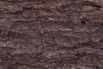 Naklejka premium wood texture