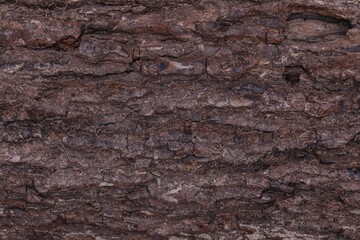 wood texture