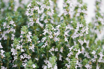 Thyme closeup lilac flowers bloom in spring.