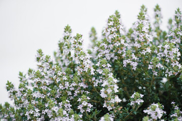 Thyme closeup lilac flowers bloom in spring with white background and space for text.