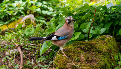 Eurasian Jay (Garrulus glandarius), looks for bushes for the nest