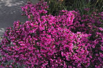 Natürliche Farben im Mai, Details lila Blüten Rhododendron