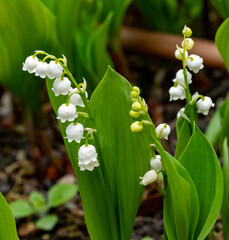 Lily of the valley flowers on green background. Convallaria majalis.