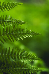 Herbstlicher Fächer in Makroaufnahme, seine feinen Adern und warmen Töne verströmen die Melancholie des Herbstes in voller Pracht