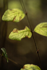 Herbstliches Blatt in makroaufnahme, präsentiert mit lebendigen Farben und feinen Details, ein Symbol für den Übergang der Jahreszeiten.