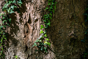 Grüne Efeu Blätter wachsen an einem Baum, die Struktur des Baumes ist deutlich zu erkennen, die Sonne scheint zur hälfte auf diesen und die andere hälfte befindet sich im Schatten