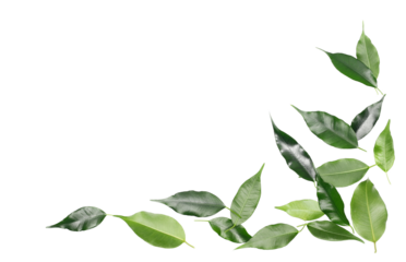 Ficus Benjamina green leaves, frame weeping fig, isolated on white, clipping path